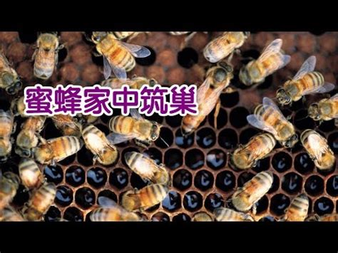 蜜蜂在家裡|【蜜蜂到家裡築巢】蜜蜂到家裡築巢：徵兆、吉凶禍福。